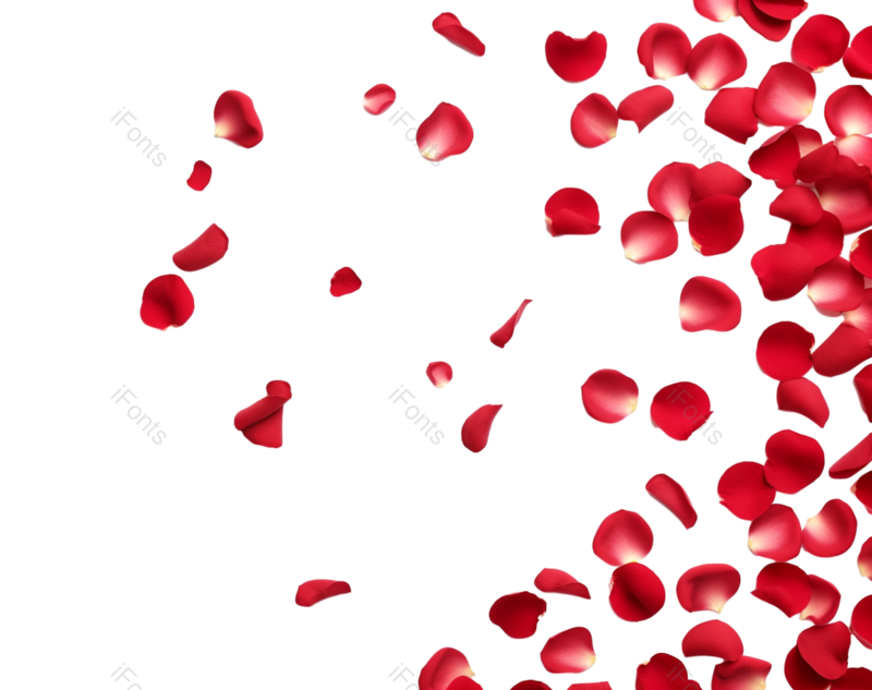 装饰图片,求婚元素,520PNG,玫瑰花免抠素材